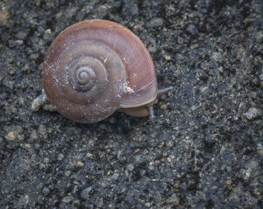 yuvarlak küçük kabuk salyangoz