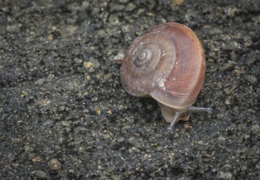 yuvarlak küçük kabuk salyangoz