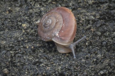 yuvarlak küçük kabuk salyangoz