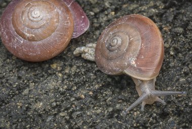 yuvarlak küçük kabuk salyangoz