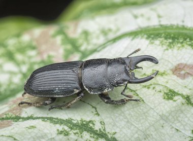 Asya siyah stag beetle