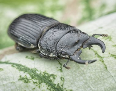Asya siyah stag beetle