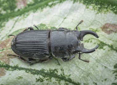 Asya siyah stag beetle