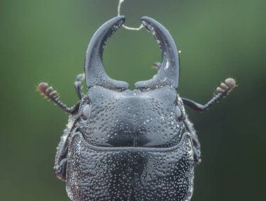 Asya siyah stag beetle