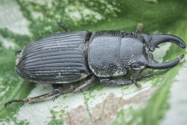 Asya siyah stag beetle