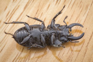 Asya siyah stag beetle