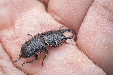 Asya siyah stag beetle