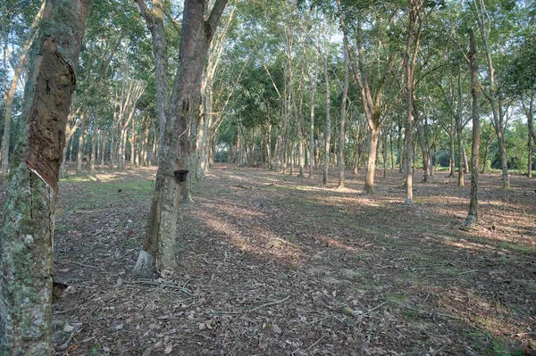 Casa Indústria Borracha Árvore Propriedade — Fotografia de Stock