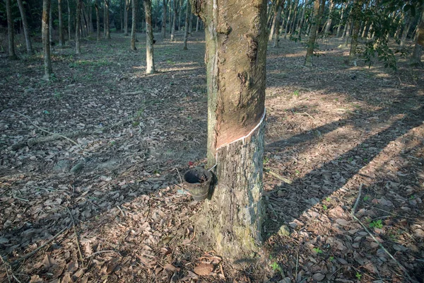 Industria Del Hogar Caucho Árbol Finca — Foto de Stock