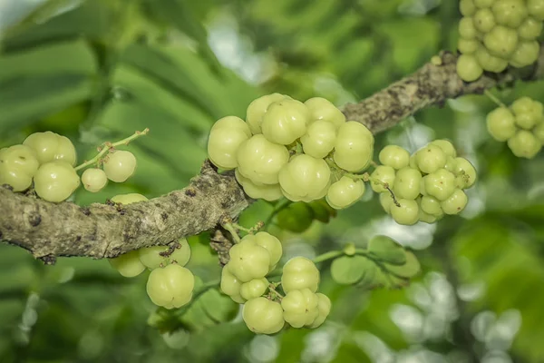 Fresh Hanging Star Gooseberry — Stock Photo, Image