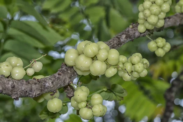 Fresh Hanging Star Gooseberry — Stock Photo, Image