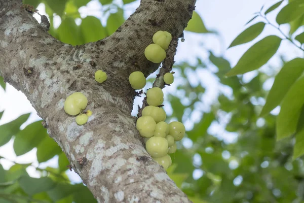 Fresco Colgante Estrella Grosella —  Fotos de Stock