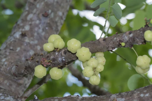 Fresh Hanging Star Gooseberry — Stock Photo, Image