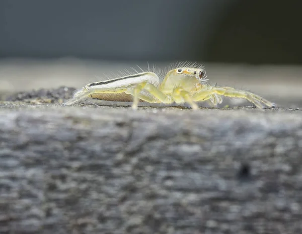 小さな黄色いジャンプ ハエトリグモ科 — ストック写真