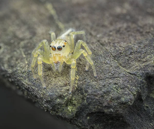 Salticidae Salto Amarelo Minúsculo — Fotografia de Stock