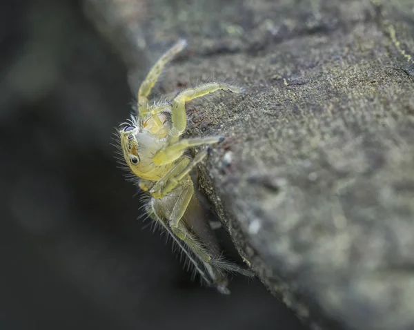 Salticidae Saltarina Amarilla Pequeña — Foto de Stock