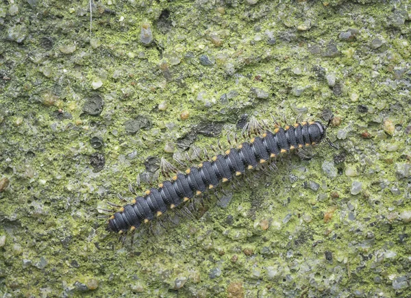 Milipede Nero Giallo — Foto Stock