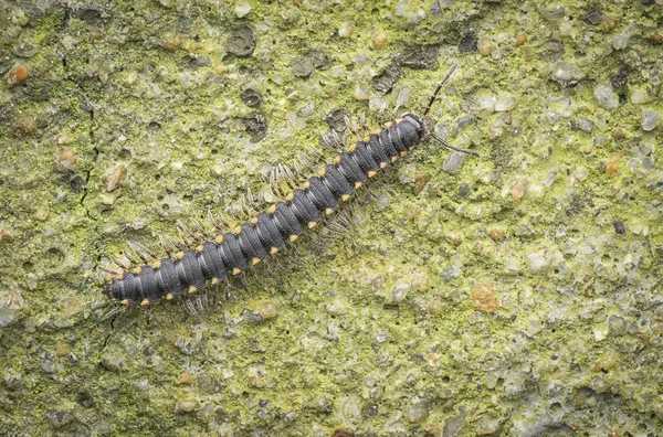 Svarta Och Gula Milipede — Stockfoto