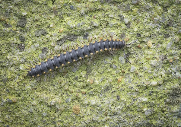 黒と黄色の Milipede — ストック写真