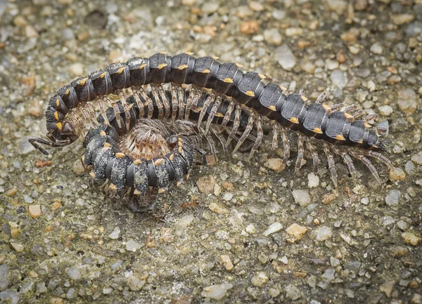 Zwarte Gele Milipede — Stockfoto