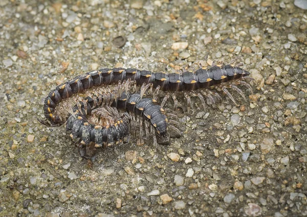 Svarta Och Gula Milipede — Stockfoto