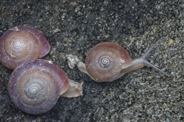 Coquille Ronde Minuscule Escargot — Photo