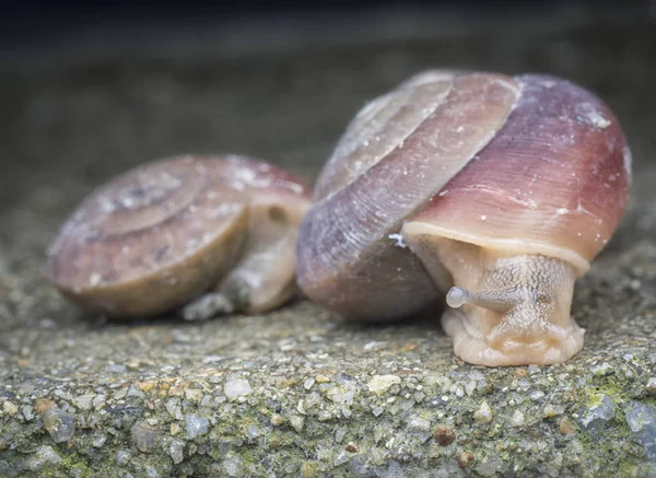 丸い小さな貝 — ストック写真