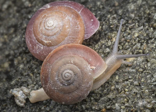 Coquille Ronde Minuscule Escargot — Photo