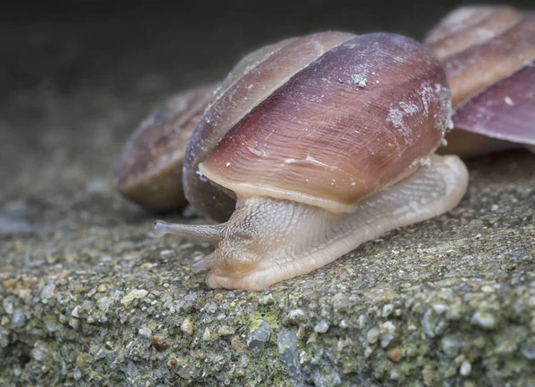 Tiny Shell Snail — Stock Photo, Image