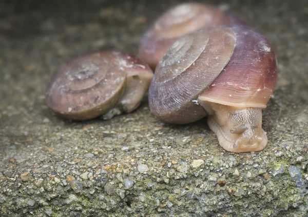 Coquille Ronde Minuscule Escargot — Photo