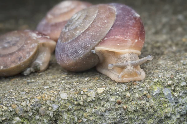 Coquille Ronde Minuscule Escargot — Photo