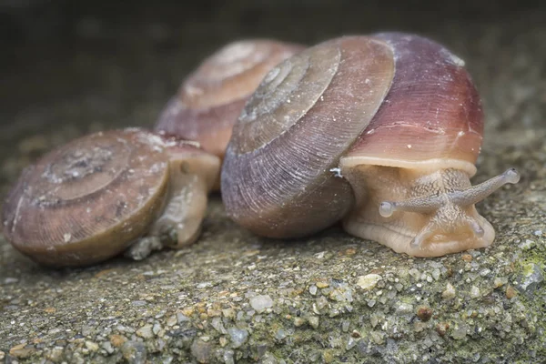 丸い小さな貝 — ストック写真