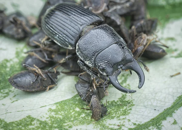 Asya siyah stag beetle