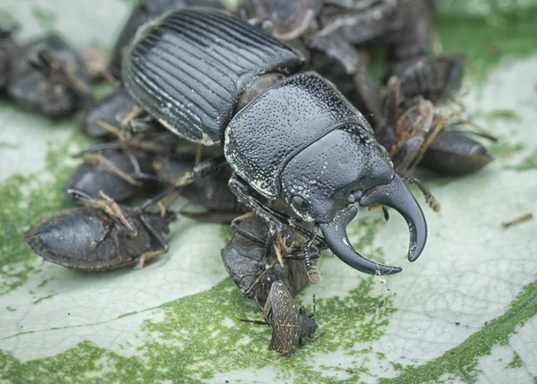 Asiático Negro Ciervo Escarabajo — Foto de Stock