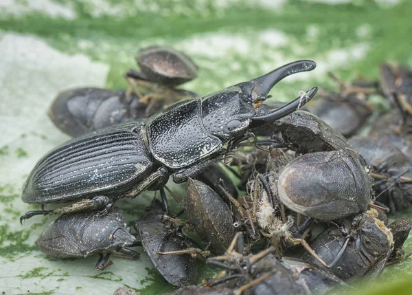 Asiático Negro Ciervo Escarabajo — Foto de Stock