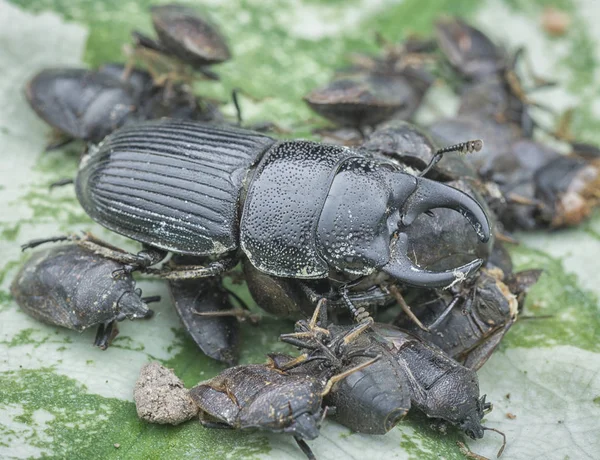 Asya Siyah Stag Beetle — Stok fotoğraf