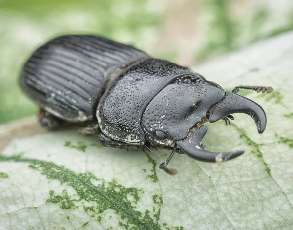 Asya Siyah Stag Beetle — Stok fotoğraf