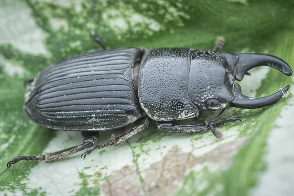 亚洲黑雄鹿甲虫 — 图库照片