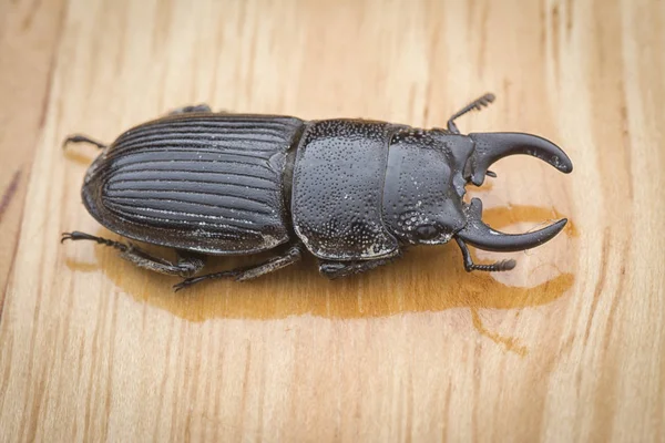 Azjatycki Czarny Stag Beetle — Zdjęcie stockowe