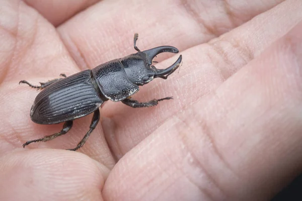 Asya Siyah Stag Beetle — Stok fotoğraf