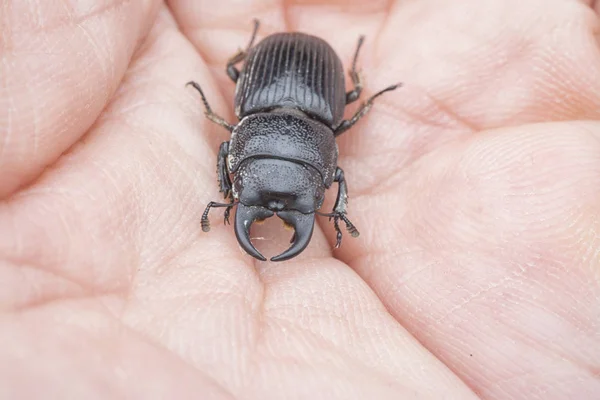 Asian Black Stag Beetle — Stock Photo, Image