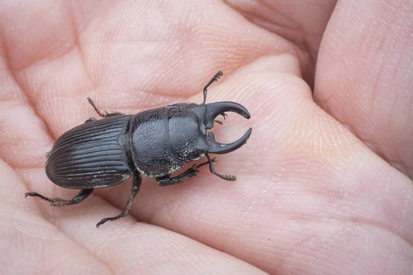 asian black stag beetle