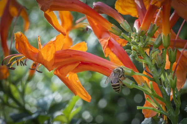 Жирна Квітка Бджола — стокове фото