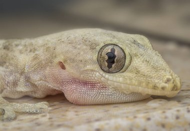 yerli ortak ev kertenkele