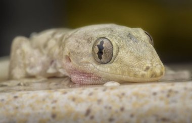 yerli ortak ev kertenkele