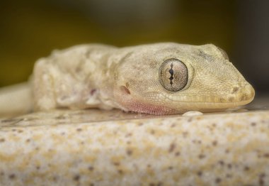 yerli ortak ev kertenkele