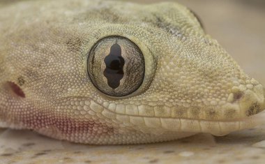 yerli ortak ev kertenkele