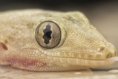 yerli ortak ev kertenkele