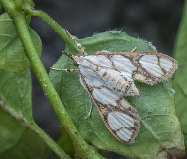 Cirrhochrista fumipalpis vahşi güve