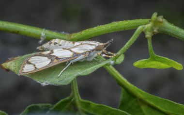 Cirrhochrista fumipalpis vahşi güve